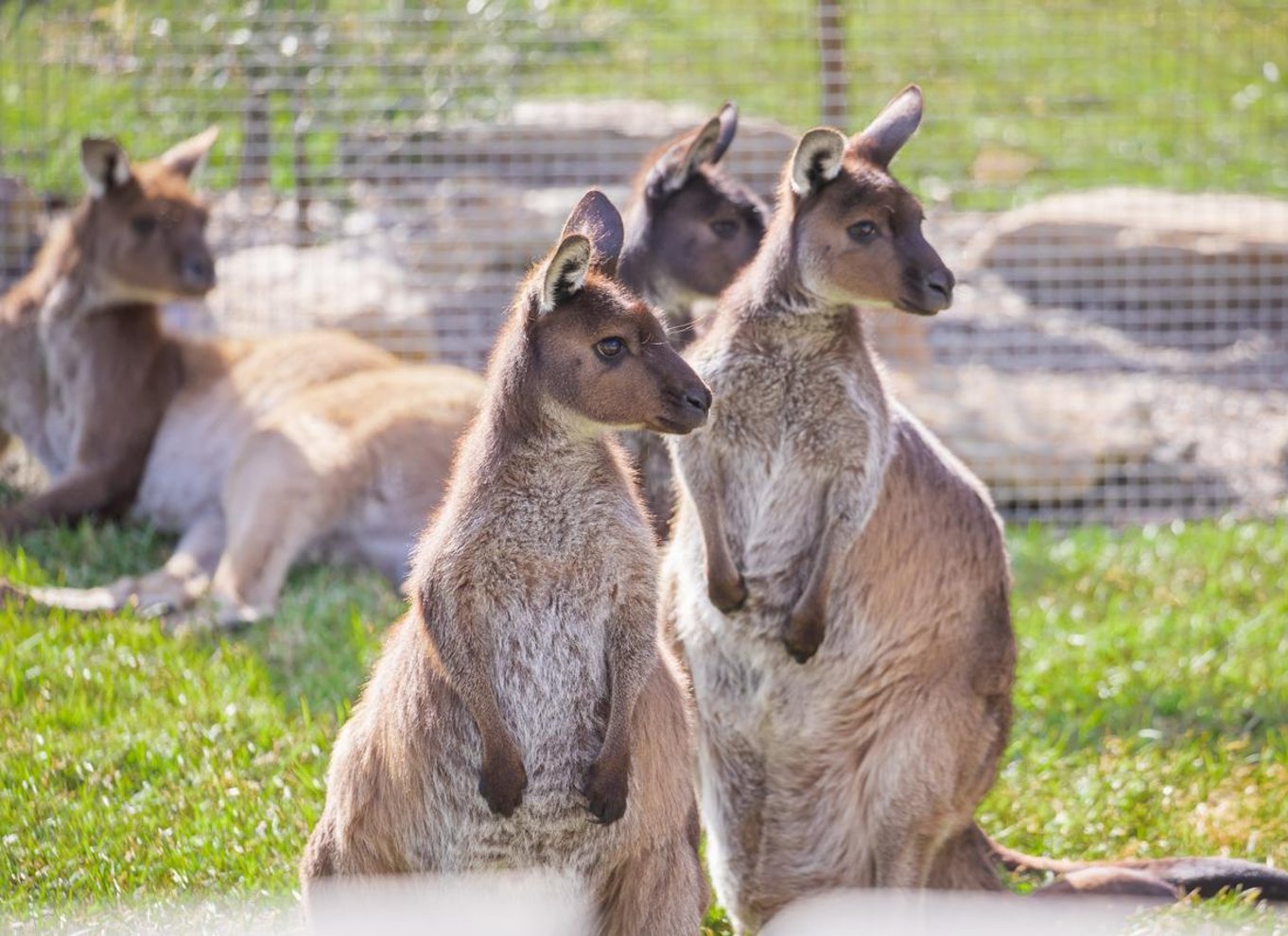Sydney: Blue Mountains, afsidesliggende udsigtspunkter og vandfald
