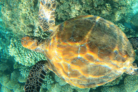 Excursions de plongée avec masque et tuba dans les îles Daymaniyat