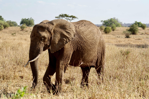 From Arusha: Full-Day Safari with a Park of Your Choice Lake Manyara National Park