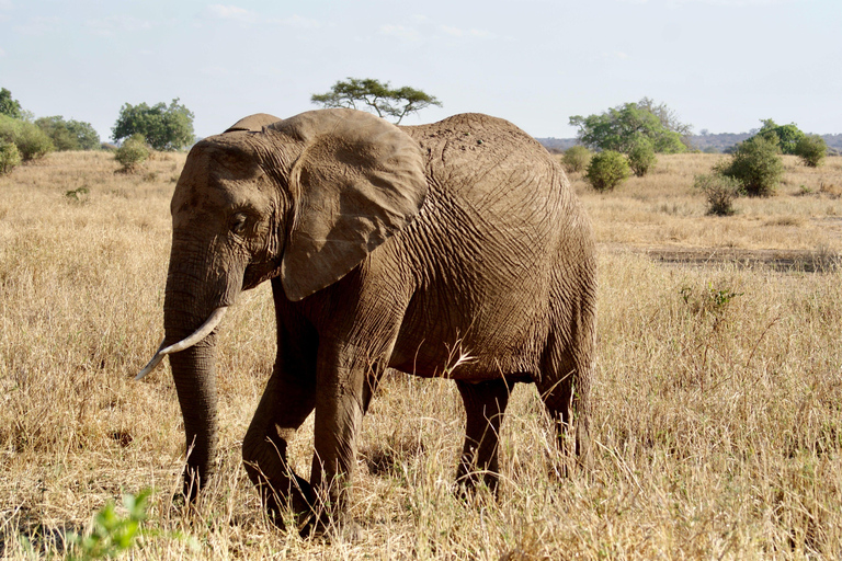 From Arusha: Full-Day Safari with a Park of Your Choice Lake Manyara National Park