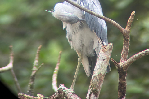 Cahuita: Walking Tour and Wildlife Sightseeing, Tour with Tour Guide