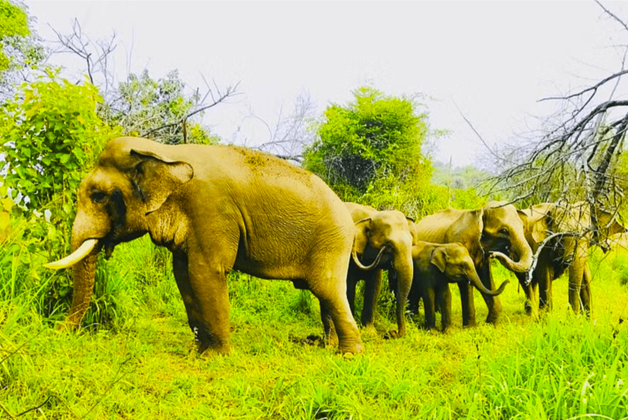 Von Sigiriya: Private 4x4-Safari zu den Elefanten