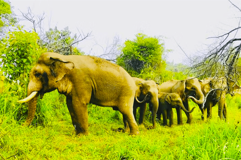 Safari privato in jeep in uno dei migliori parchi nazionali