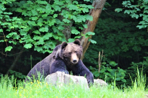 Beren kijken in het wild Brasov