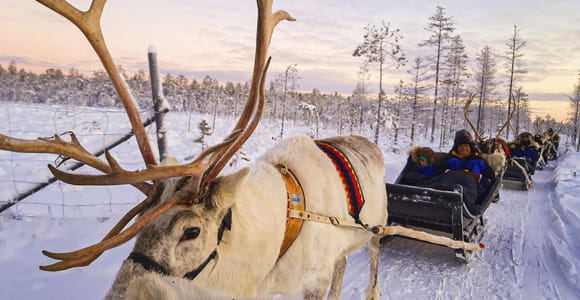 Rovaniemi Reindeer Farm Visit | Photos | Arctic Guide