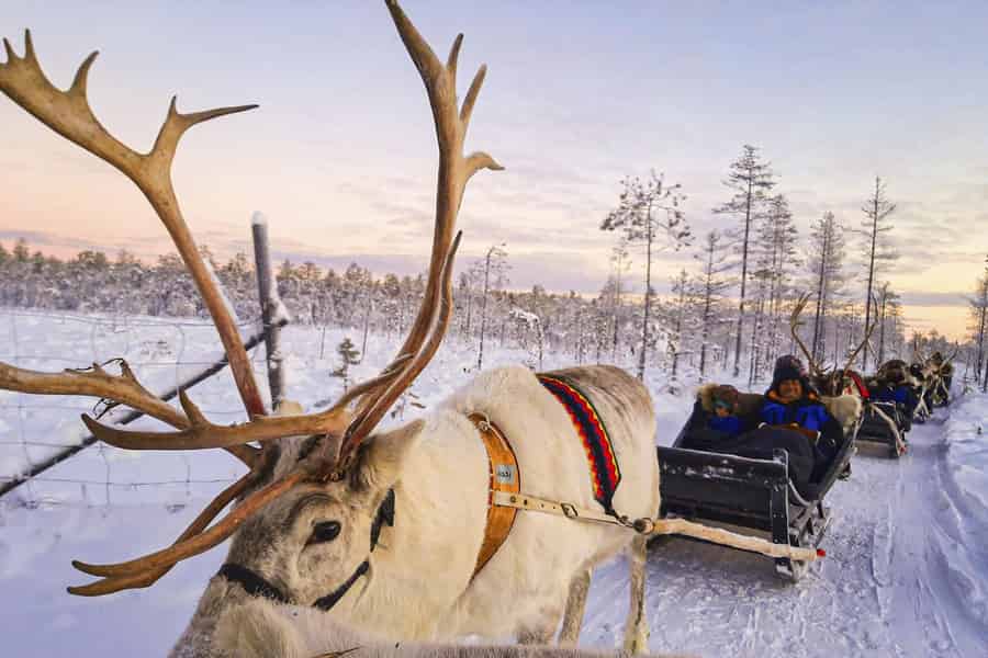 Besuch einer Rentierfarm in Rovaniemi | Fotos | Arctic Guide. Foto: GetYourGuide Besuch einer Rentierfarm in Rovaniemi | Fotos | Arctic Guide. Foto: GetYourGuide