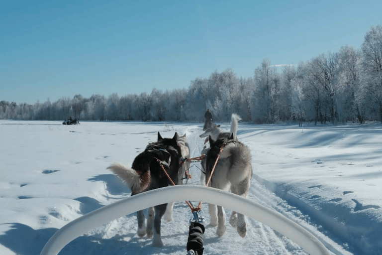 Experience the Magic of Lapland with Sled Husky Adventures Classic Husky Tour (5km)