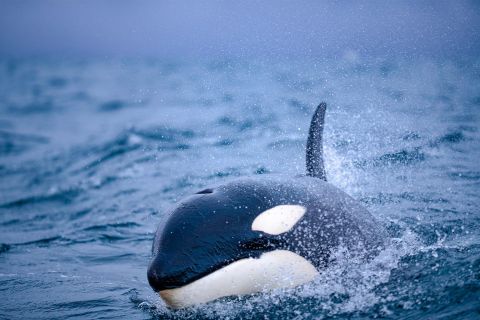 De Tromso: observação de baleias em Magic Skjervoy