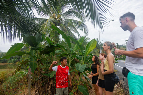 Phuket: Excursão de pequeno grupo ao santuário de elefantes em Khao LakPhuket: Excursão de pequeno grupo ao santuário de elefantes em Khaolak