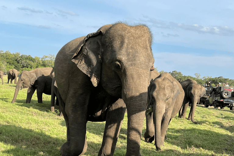 From Near Sigiriya: Kaudulla National Park Safari Tour Full Day Safari Tour