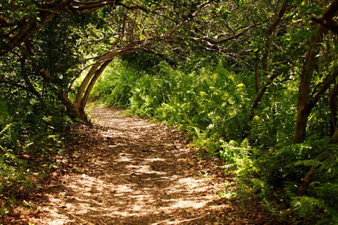 Wandeltocht door het bos van Jozani