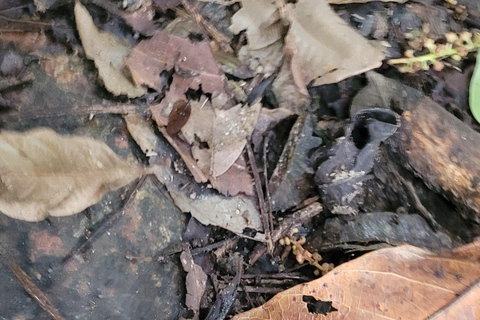 CAMINHO DO OURO - Geführte Tour durch den Atlantischen Wald, Wasserfälle und Geschichten.