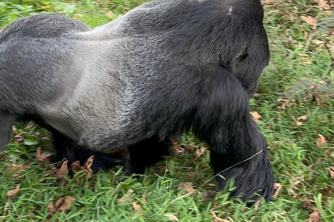 Escursione di 1 giorno sul Monte Bisoke, Parco Nazionale dei Vulcani