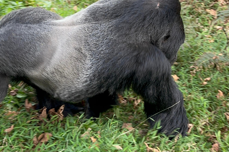 Escursione di 1 giorno sul Monte Bisoke, Parco Nazionale dei Vulcani