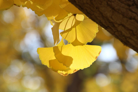 Tokyo: Golden Ginkgo Avenue Autumn Leaves Walk