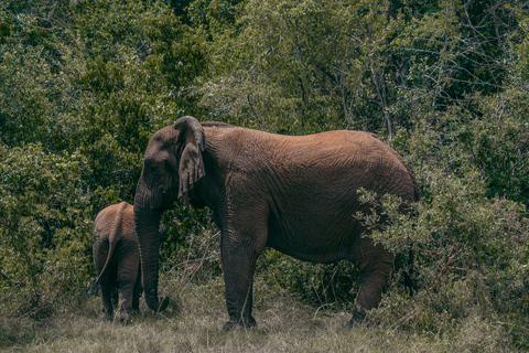 Kigali: Akagera National Park Safari with Boat Cruise