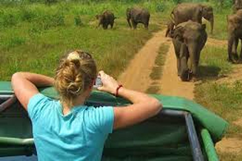 Au départ d'Udawalawe :- Safari d'une journée dans le parc national