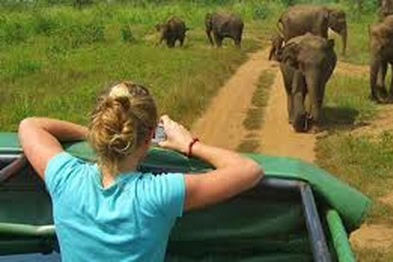 Von Udawalawe aus: - Aufregende Ganztagessafari im Nationalpark