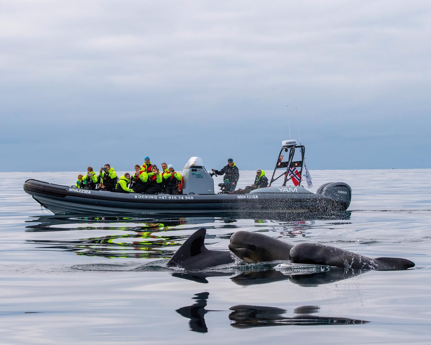 Papageitaucher- & Whale Watching vor Andenes, Vesterålen, mit Festrumpfschlauchboot