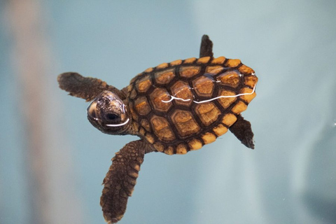 Khao Lak Hidden Gems - (Canoes, Turtles, and Temples)