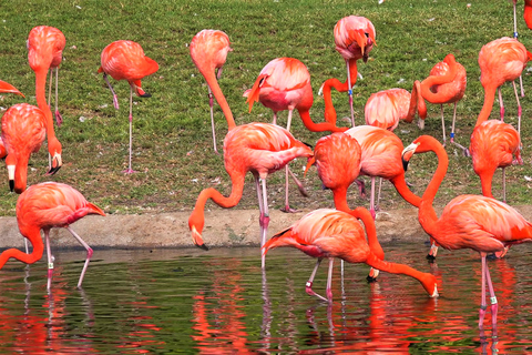 De Agadir: Safari no Deserto do Parque Nacional de Sous Massa com almoço