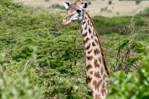 Tarangire National Park: 2-Day Flying Safari