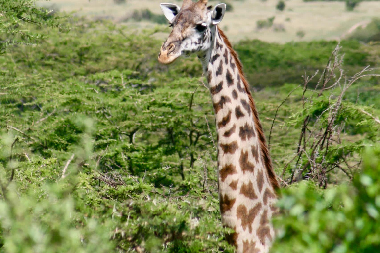 Tarangire National Park: 2-Day Flying Safari