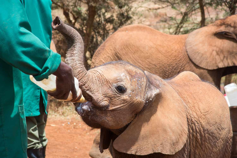 Van Nairobi: dagtour naar het babyolifant- en giraffencentrum