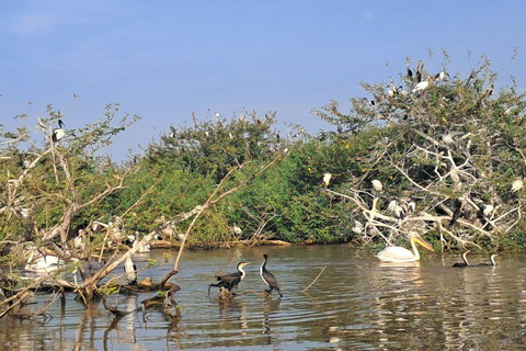 Addis Ababa: 6-Day Abijata Shalla NP & Bale Mountains Tour