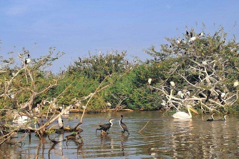 Addis Ababa: 6-Day Abijata Shalla NP & Bale Mountains Tour