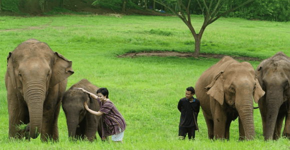 Chiang Mai: Ethical Elephant Experience - Transfer Options
