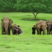 Chiang Mai: Ethical Elephant Experience - Transfer Options