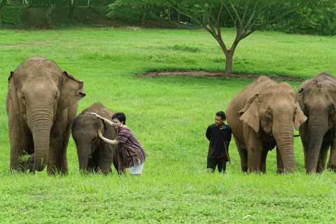 Chiang Mai: Ethical Elephant Experience - Transfer Options A : Meeting Point Feeding, Walk with Elephants (No Transfer)