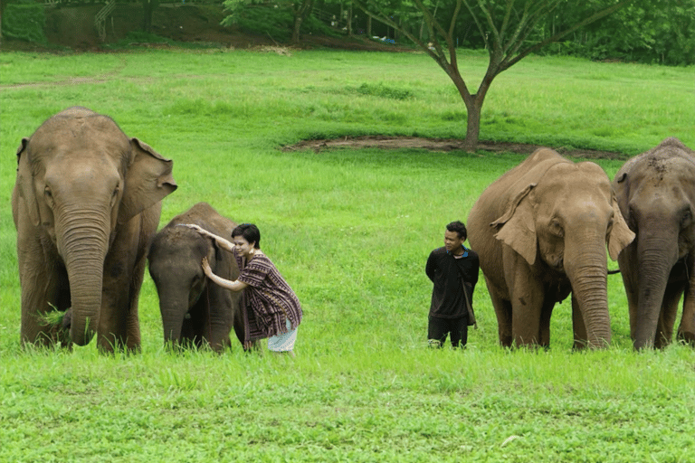 Chiang Mai: Ethical Elephant Experience - Transfer Options A : Meeting Point Feeding, Walk with Elephants (No Transfer)