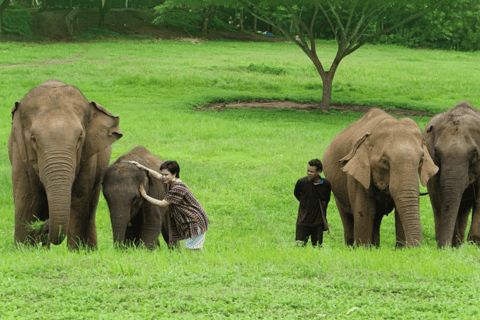 Chiang Mai: Ethical Elephant Experience - Transfer Options - Image 3
