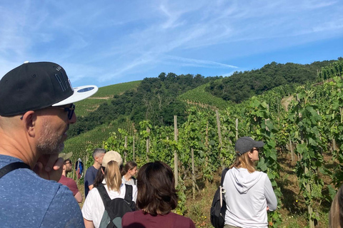 Senderismo y vino entre Côte-Rôtie y Condrieu