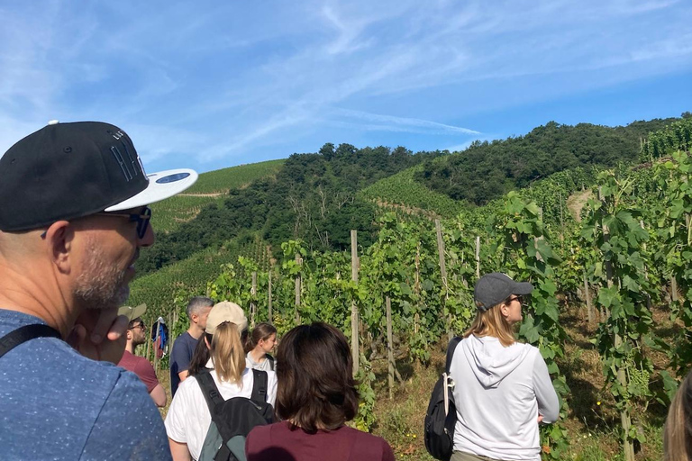 Senderismo y vino entre Côte-Rôtie y Condrieu