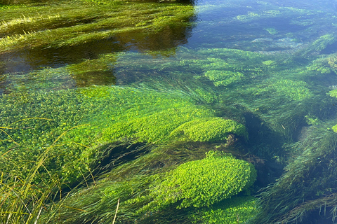 EXCLUSIVE Blue Spring experience half day tour from Auckland