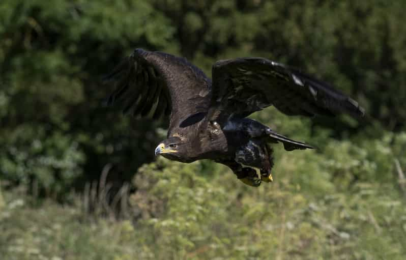 York Bird of Prey Centre. 