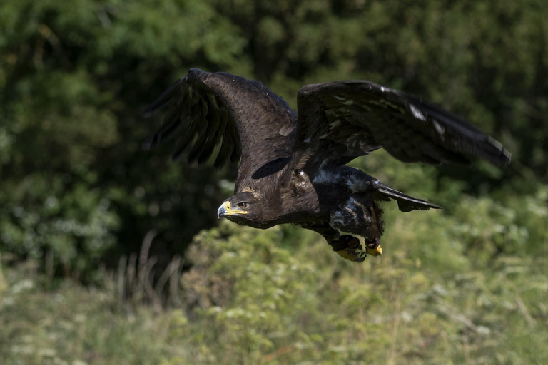 York: Eintrag Yorker Greifvogelzentrum