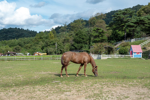 Chuncheon: Korean Rural Culture & Farm Tour