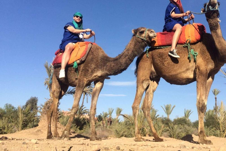 Au départ d&#039;Agadir : balade à dos de chameau avec prise en charge et retour à l&#039;hôtelDepuis Agadir : balade à dos de chameau avec prise en charge et retour à l&#039;hôtel