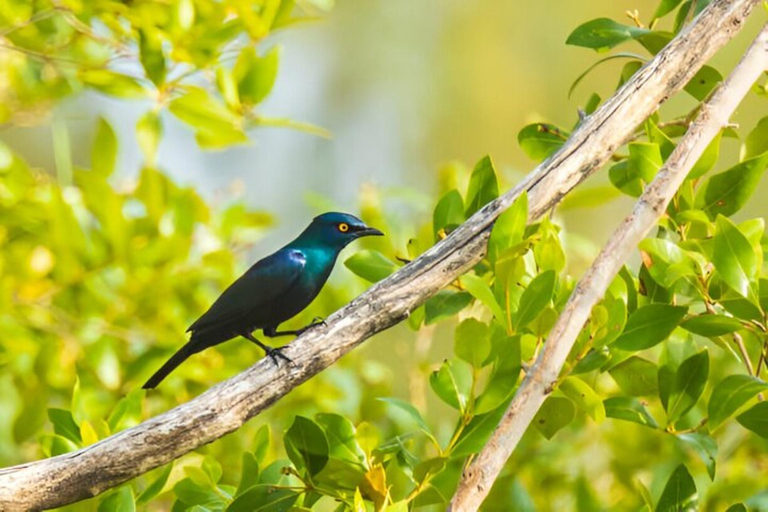 Zanzibar: tour di mezza giornata alla scoperta delle scimmie della foresta di Jozani