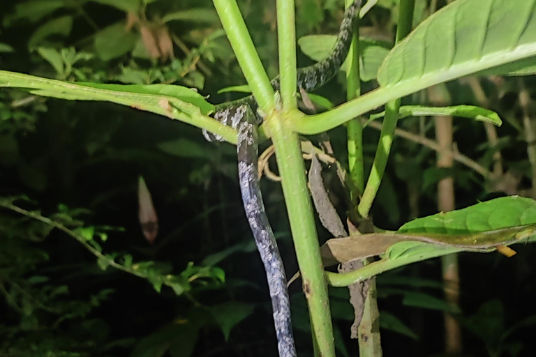 Puerto Viejo: Tour noturno da vida selvagem na selva