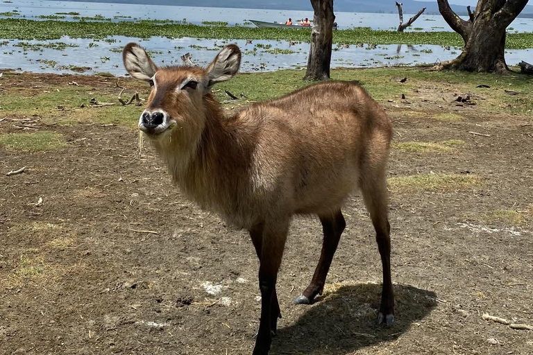 1 Day Lake Naivasha & Crescent Island Walking Safari