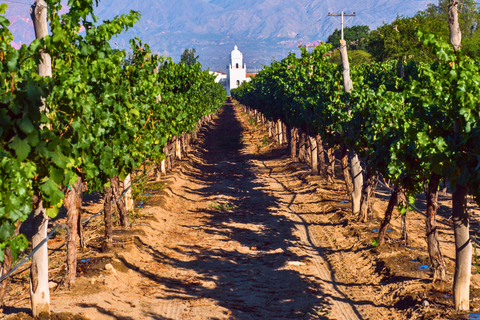 From Salta: Cafayate Full-Day Tour with Wine Tasting