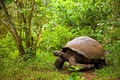 Schnorcheln mit Schildkröten, Kochkurs, Prison Island, The Rock