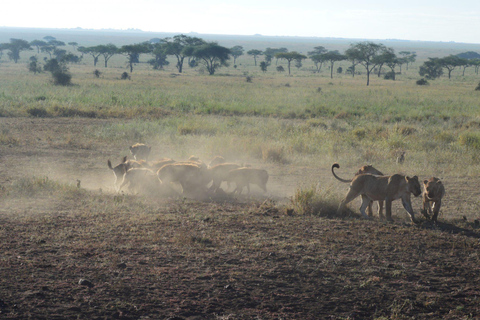7 Days Comfortable Tanzania Safari