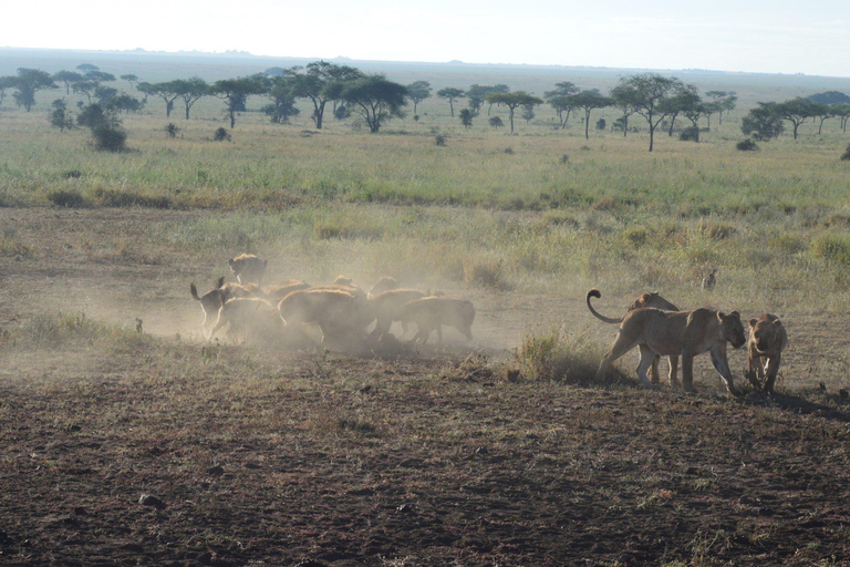 7 Days Comfortable Tanzania Safari