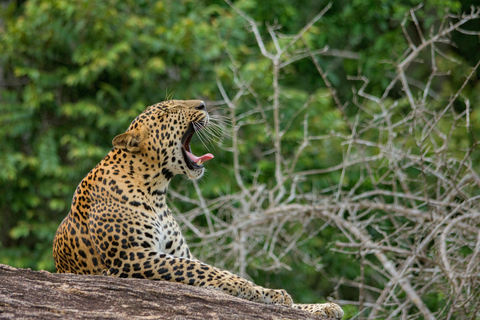 Udaipur: 2-Day Jawai Leopard Safari & Ranakpur Tour